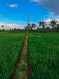 rice cultivation in West Bengal, India.