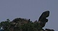 Turtle-shaped rock near Nakki Lake.