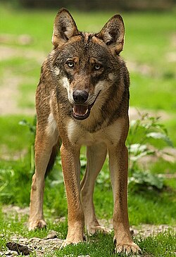 State Animal of the Italian Republic