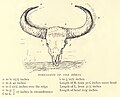 Dimensions of Bison horns