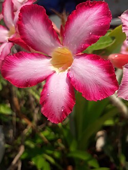 State Flora of Oman