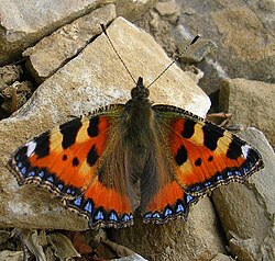 State Butterfly of the Kingdom of Denmark