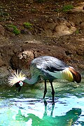 Bird of Ugandan State