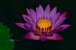 State Flower of Hyderabad (Osmanistan)