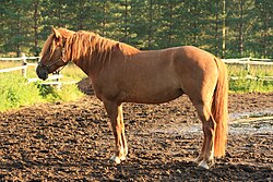 State Horse of the Finnish Republic