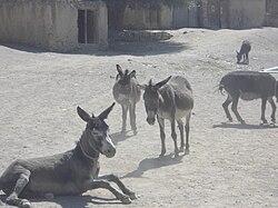 The world's smallest donkeys available in Chitral Pakistan.JPG