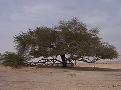 State Tree of Bahrain