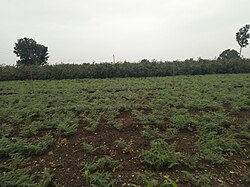 Cicers farm