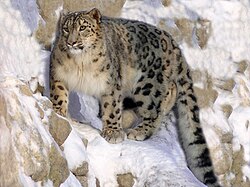 State Heritage Animal of East Türkestan
