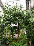 Tree of Ugandan State