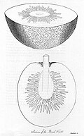 Sections of a breadfruit