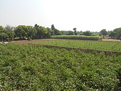 Badarkha Village.jpg