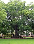 Tree of Taiwanese State
