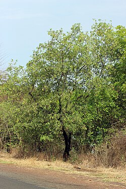 Tree of Doab (Hindustan)