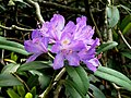 Flower of Jammu Kashmir Territory