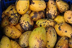 Anthracnose in fruit