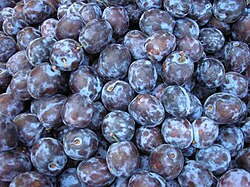 Prune plums (European plum)