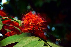 Flower of Orissa Praant (Hindustan)