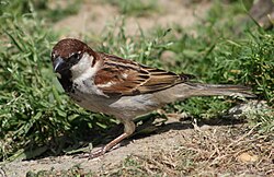 State Bird of the Italian Republic
