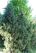 Tree of Jammu Kashmir Territory