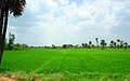 Field