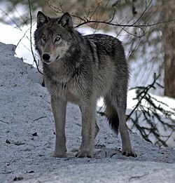 State Predator of Mesopelagia