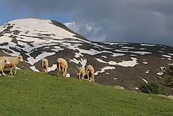 Nani Marg (Maligam)