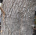 Tree trunk (Kolkata, India)