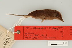 State Animal of São Tomé and Príncipe