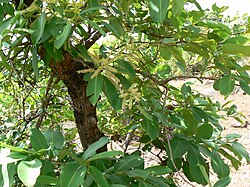 Tree of Konkani Praant (Hindustan)