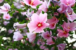 State Flower of Korea
