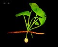 Extant G. biloba[54]