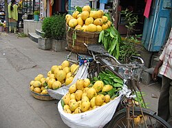 Guntur Mango.jpg