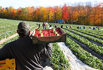 Strawberries are usually picked and placed in shallow boxes in the field.
