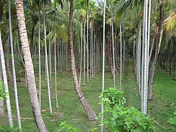 Areca nut plantation in India.