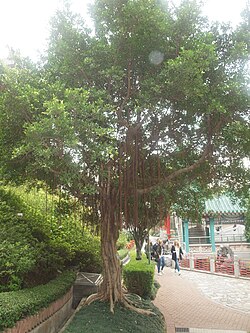 Banyan 2.JPG