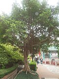 Tree of Macau Constituent Autonomous Territory