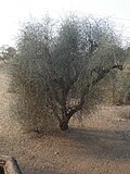 Tree without fruits