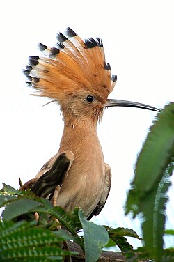 State Bird of Israel
