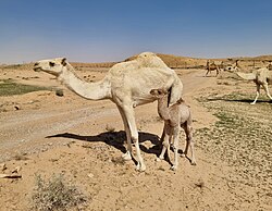State Animal of Kuwait