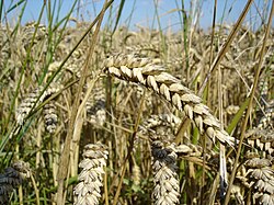 State Staple Crop of Mesopelagia