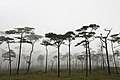 Tree of Rwandan State