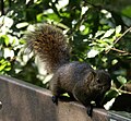 Animal of Macau Constituent Autonomous Territory