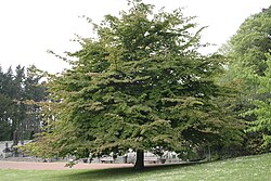 State Tree of Azerbaijan