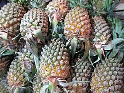 Fruit of Naga Praant (Hindustan)