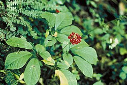 State Plant of the United States