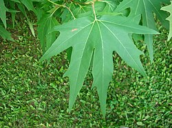 Foliage