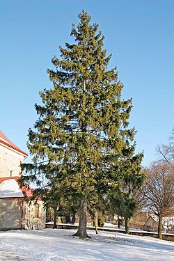 State Tree of the Norwegian Kingdom