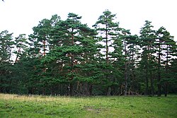 State Tree of Lithuania