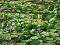 Water lilies at Pookode Lake